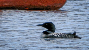 Common Loon; Lake of Two Rivers, Algonquin PP